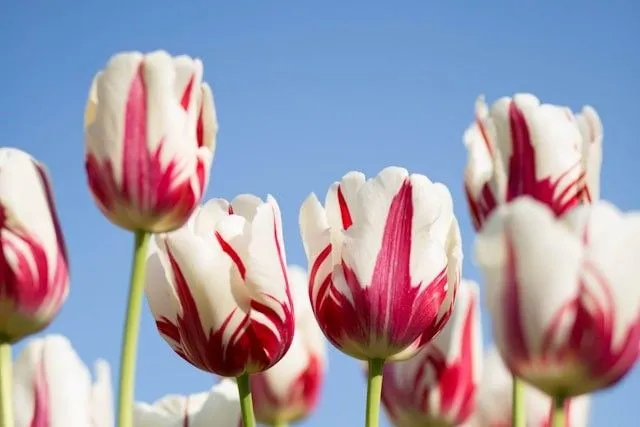 Triumph-Tulpen in einer farblich abgestimmten Frühlingspflanzung