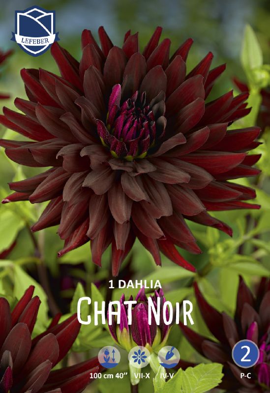 Dahlie Kaktus Chat Noir