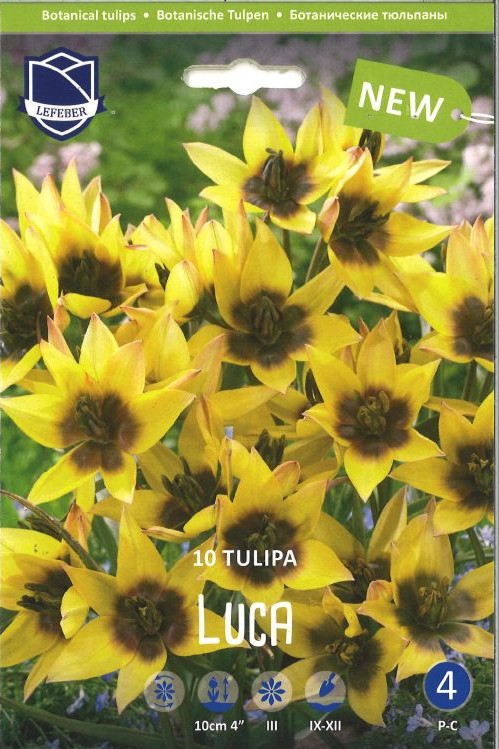 Wildtulpe "Lucca"