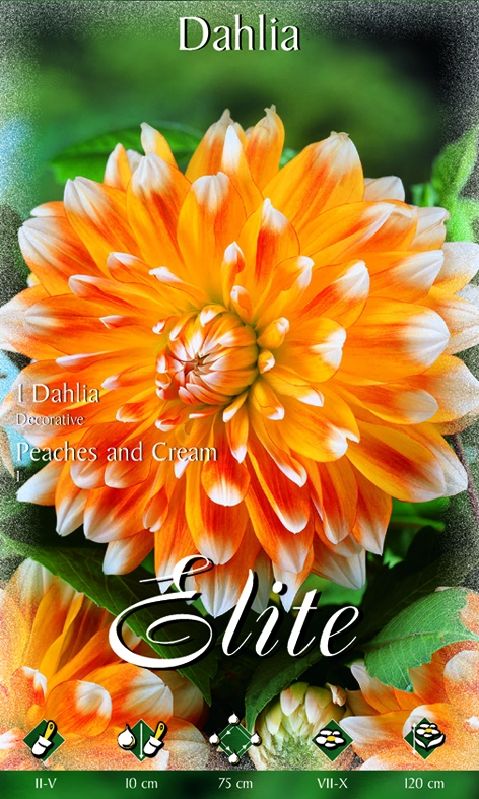 Dahlie Peaches and Cream