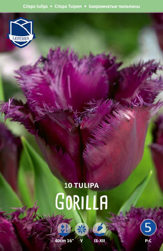 Tulpe gefranst Gorilla 11/12