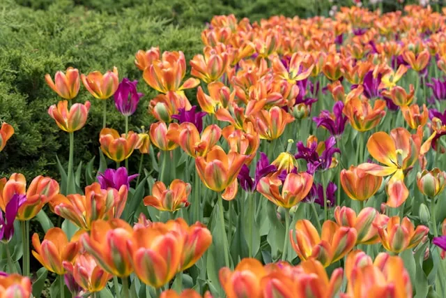 Viridiflora-Tulpe mit charakteristischer grüner Zeichnung auf den Blütenblättern