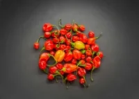 Viele kleine, rote Chilischoten mit grünen Stielen auf dunklem Hintergrund, zu einem lockeren Haufen angeordnet