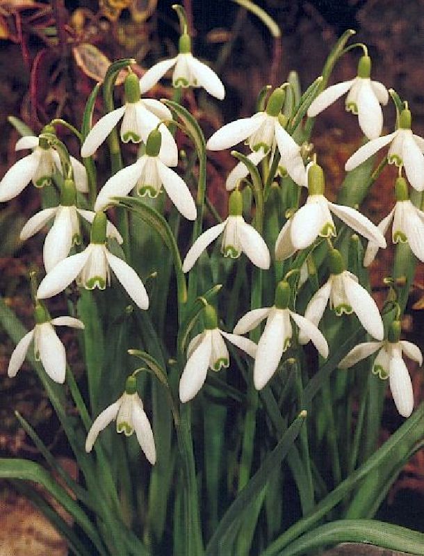 Galanthus nivalis einfach 5/6