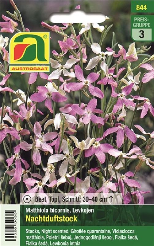Levkojen / Matthiola bicornis