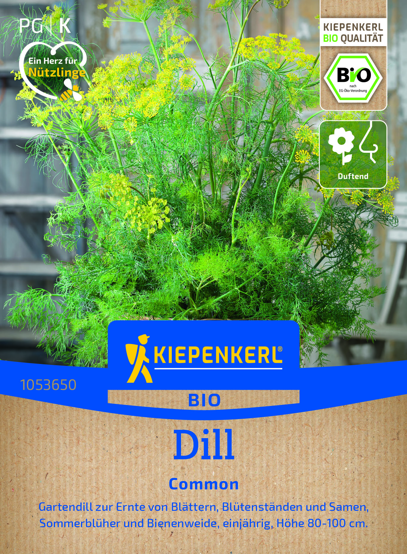 Bio Kräuter Dill