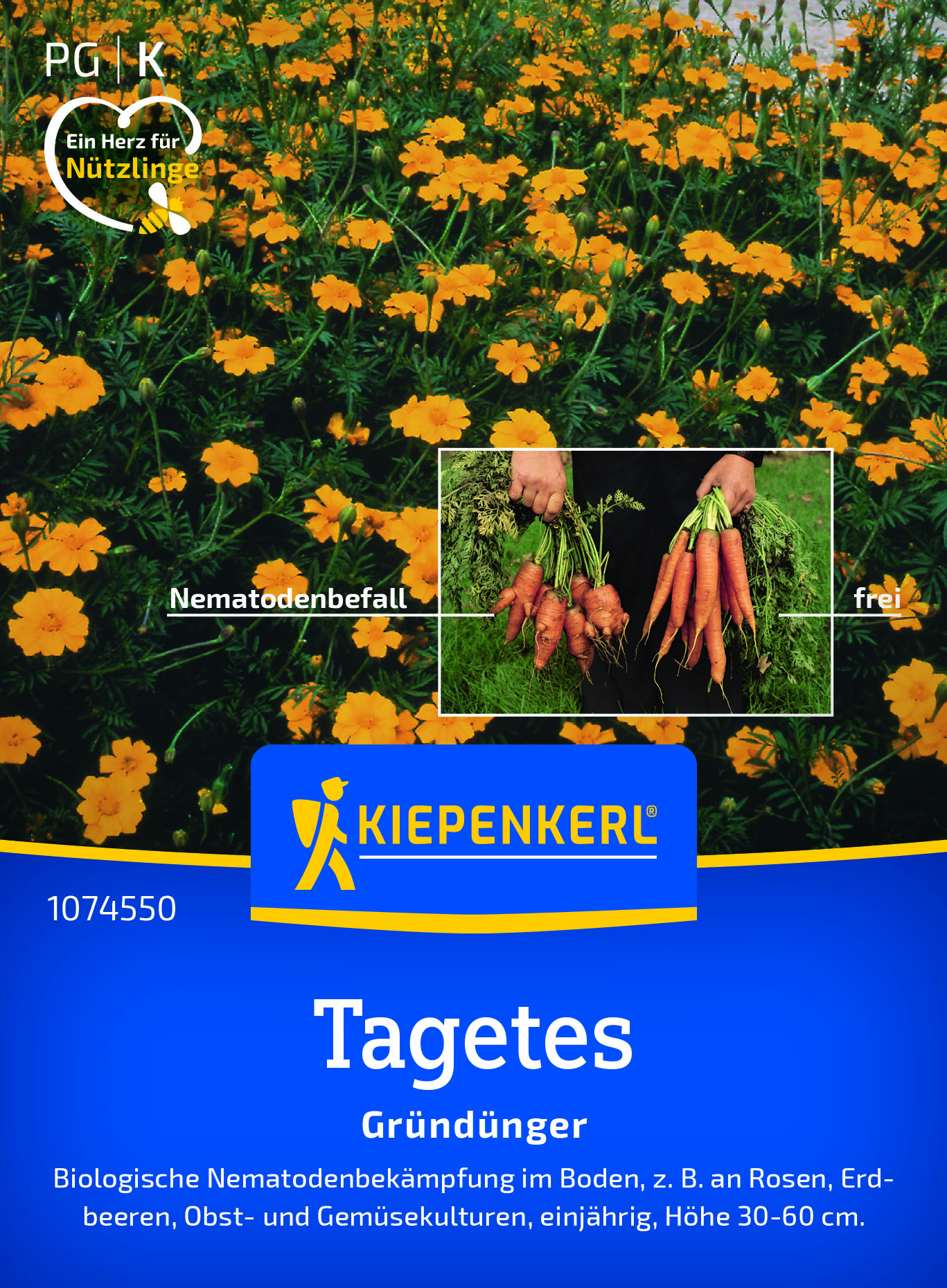 Gründüngung Tagetes