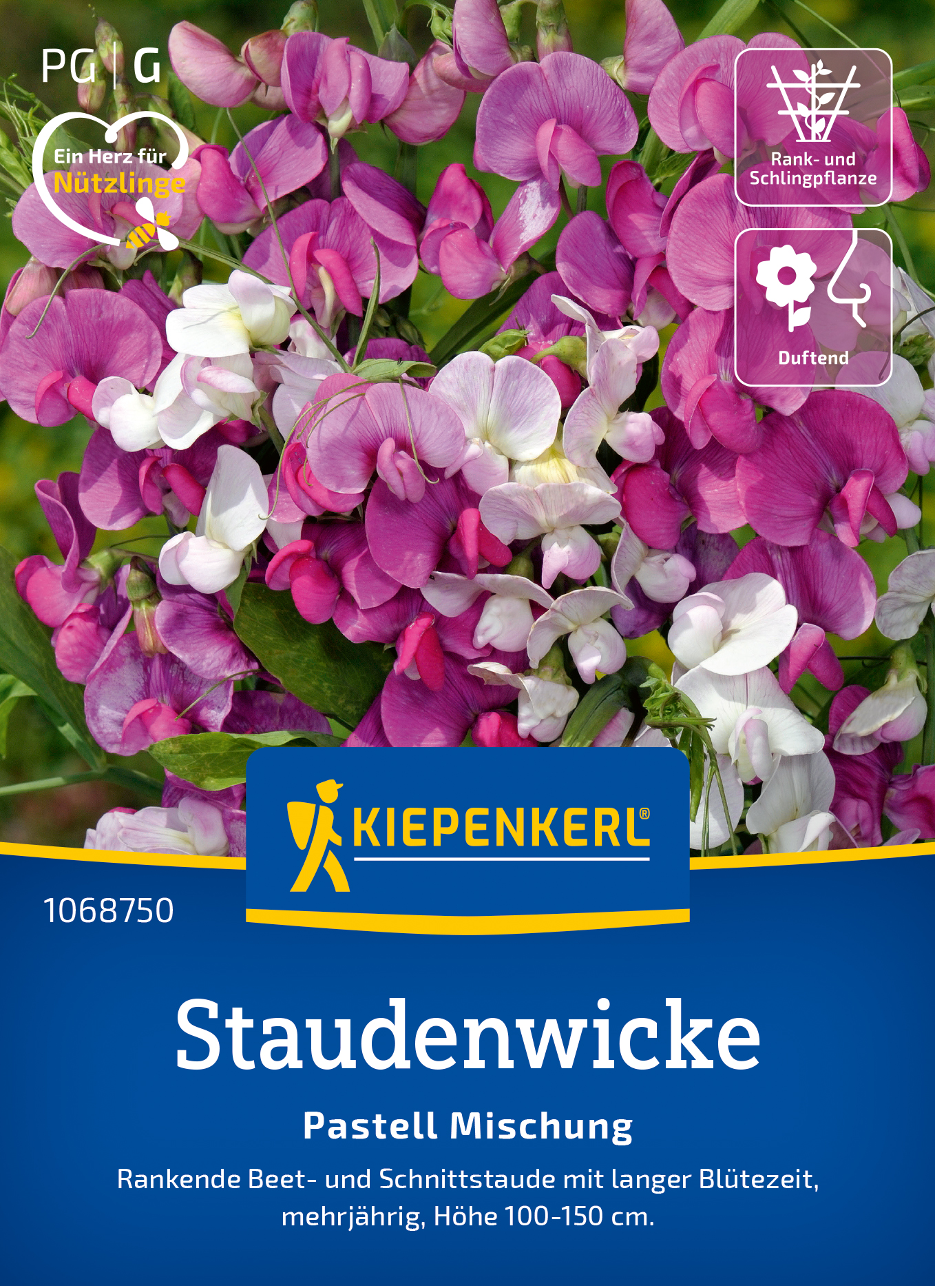 Lathyrus latifolius Staudenwicke