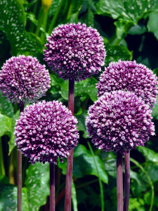 Allium Summer Drummer 12/+