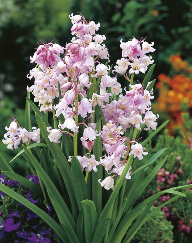 Hyacinthoides his. rosa 8/10