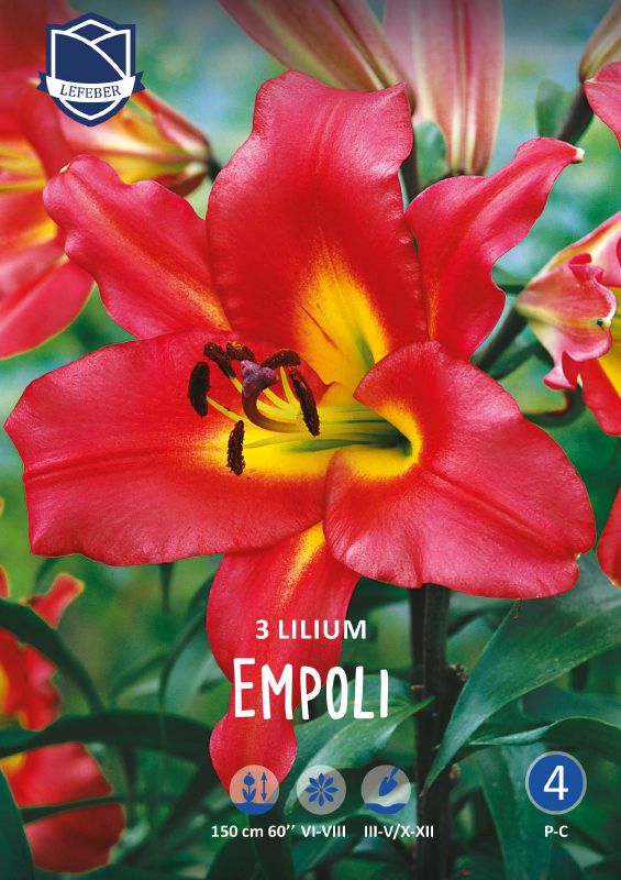 Lilie Baumlilie O.T Empoli, Gr. 16/18