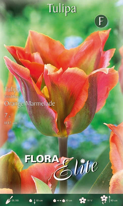 Tulpe Viridiflora Orange Marmelade 11/12