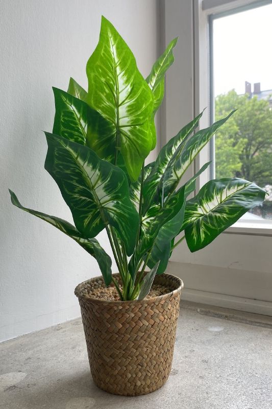 Calathea Plastik 13x13x42 cm - Produktbild 1