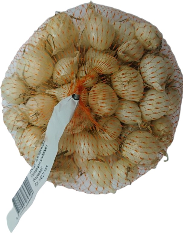 Wintersteckzwiebel Snowball