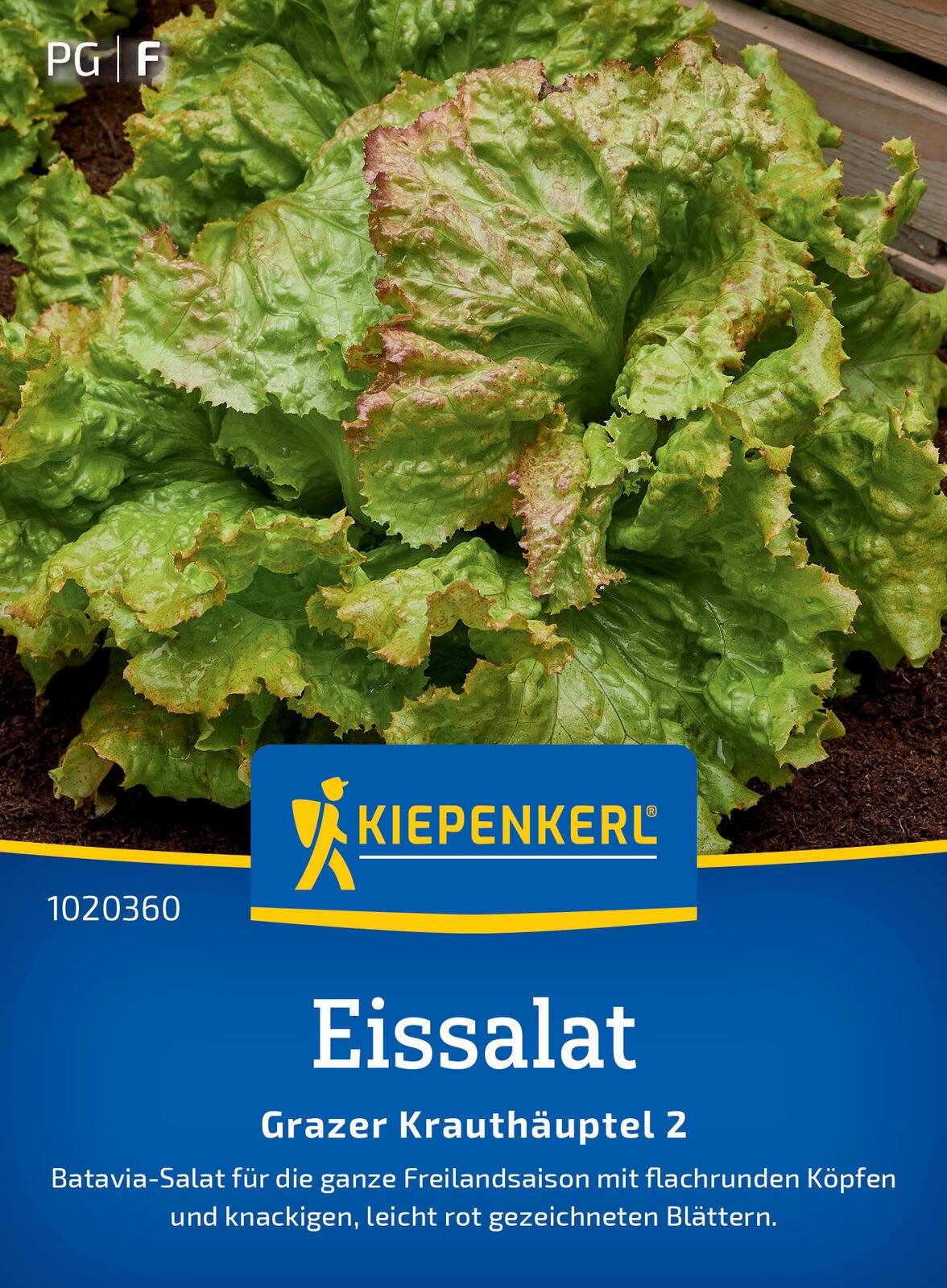 Salat Grazer Krauthäuptel