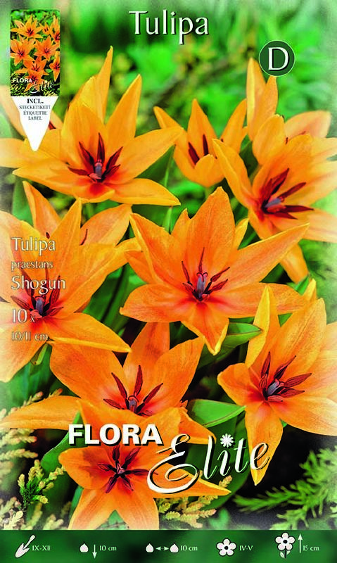 Tulpe Wild Praestans Shogun 10/+