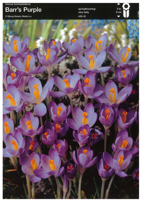 Krokus Barr´s Purple 6/+