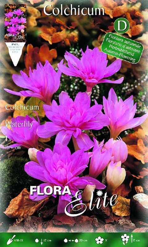 Colchicum Waterlily - Produktbild 1