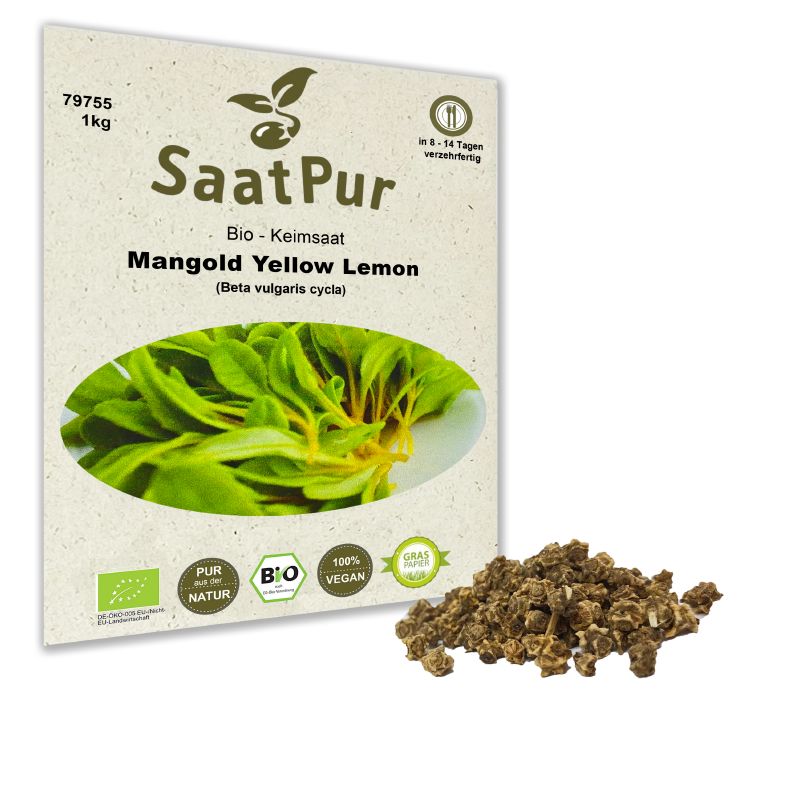 Keimsprossen Mangold Yellow Lemon