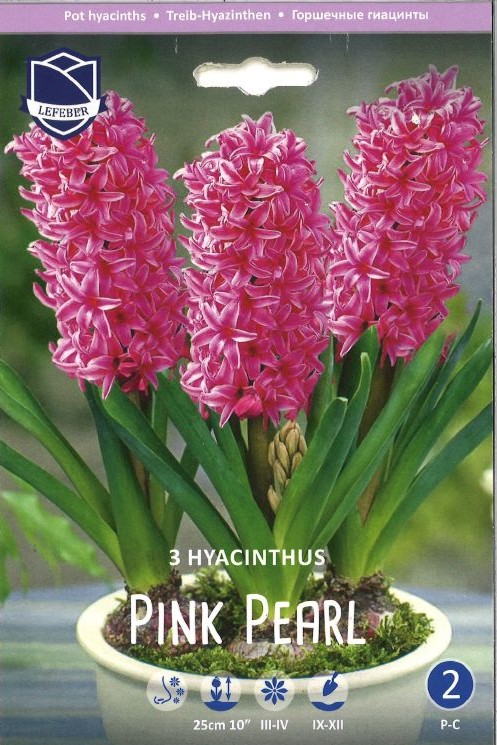 Treib Hyazinthe Pink Pearl