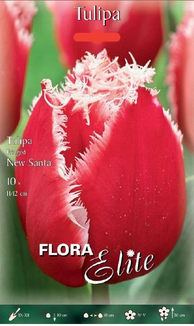 Tulpe gefranst New Santa 11/12