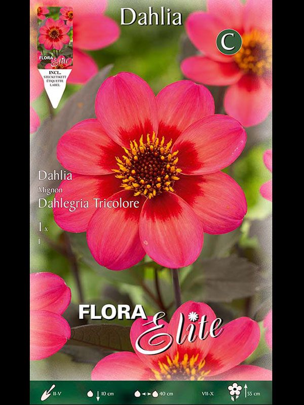 Dahlie Dahlegria Tricolore