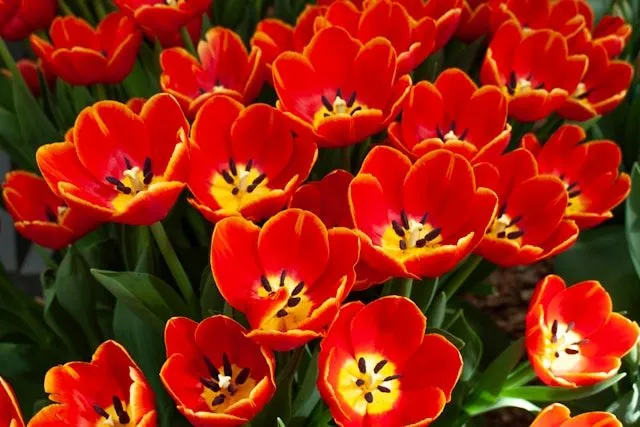 Darwin-Hybrid-Tulpen als Ergebnis der Kreuzung historischer Darwin-Tulpen mit Tulipa fosteriana