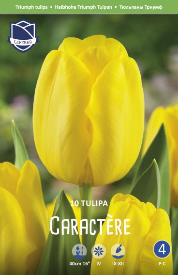 Tulpe Triumph Caractere 12+