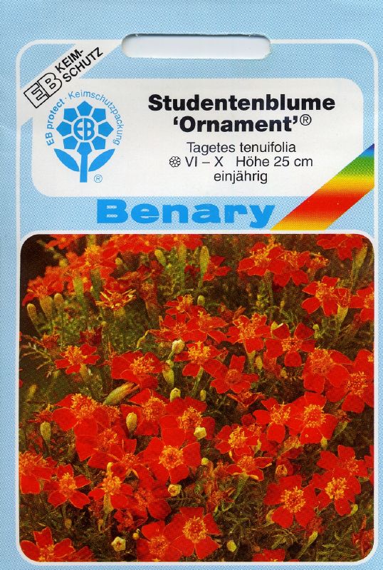 Tagetes tenuifolia Ornament