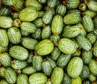 Viele kleine grün gestreifte Mini-Gurken (Mexikanische Minigurken)