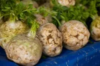 Mehrere Knollensellerie mit Wurzelresten und Blattansätzen nebeneinanderliegend