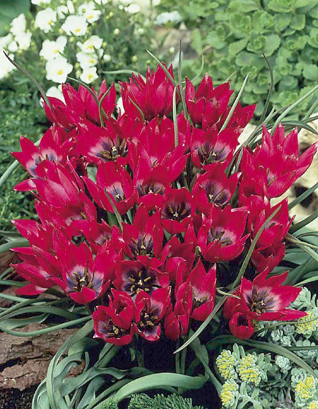 Zwergtulpe "Little Beauty" (Größe 6/+)
