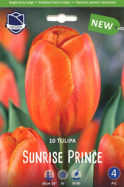 Tulpe einfache frühe 'Sunrise Prince'