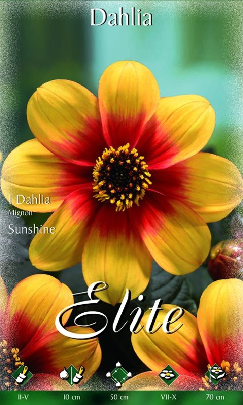 Dahlie Sunshine