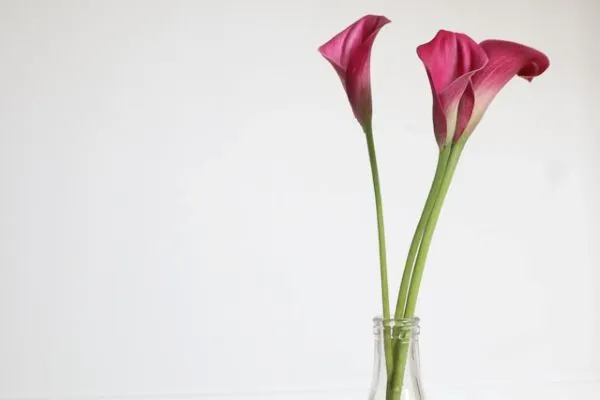 Calla im Topf für Balkon und Terrasse