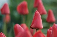Rote Kaufmanniana-Tulpen mit spitz zulaufenden Blüten