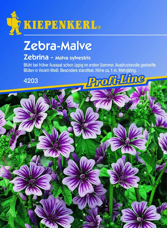 Malve sylvestris Zebrina rosa gestreift