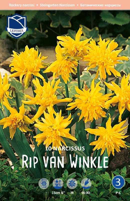 Narzisse Rip van Winkle 10/12