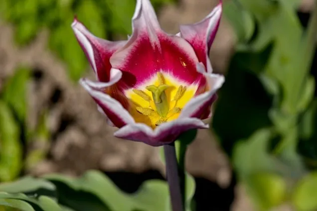 Geöffnete Kaufmanniana-Tulpen mit sichtbarer farbiger Blütenmitte