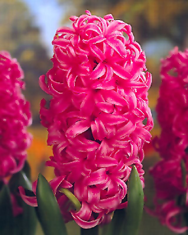 Hyazinthe Garten Pink Pearl 16/17