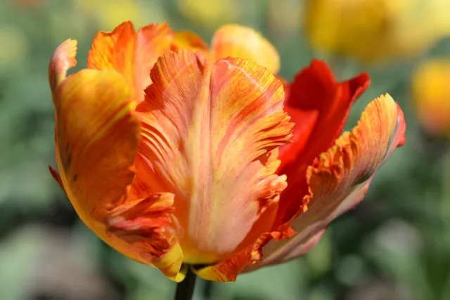 Papageien-Tulpen mit großen geöffneten Blüten im Frühlingsbeet