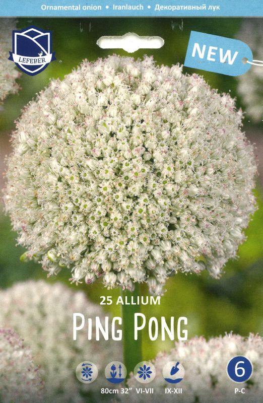 Zierlauch Ping Pong 7/8