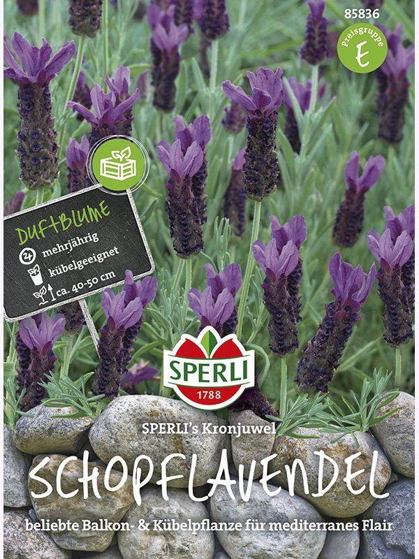 Lavandula stoechas, mehrjährig