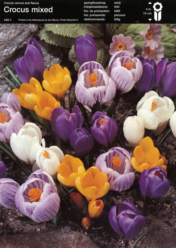 Krokus Prachtmischung 9/10