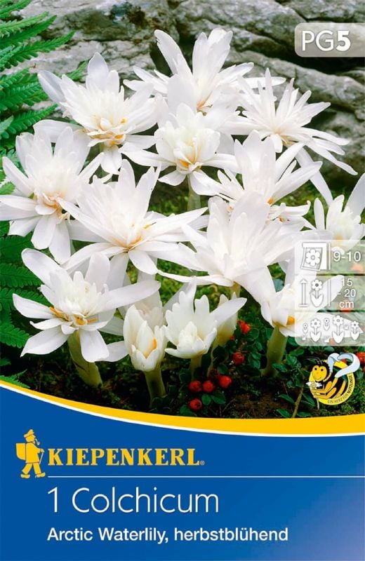 Colchicum Arctic Waterlily - Produktbild 1