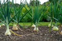 Mehrere Zwiebeln wachsen im Beet, ihre weißen Knollen ragen teilweise aus der Erde und werden von langen grünen Blättern umgeben