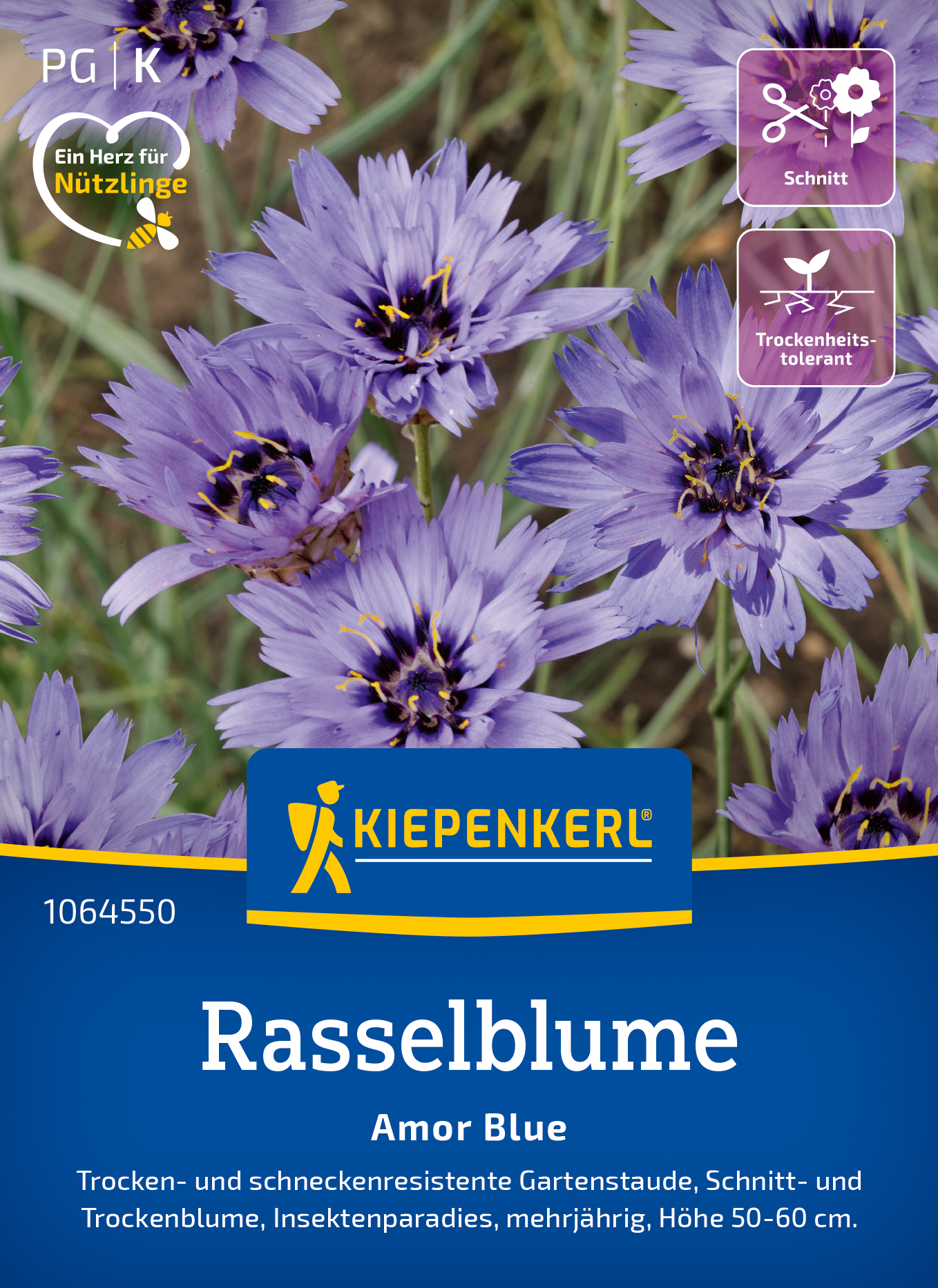 Catananche Amor Blue /  Rasselblume - Produktbild 1