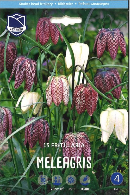 Schachbrettblume