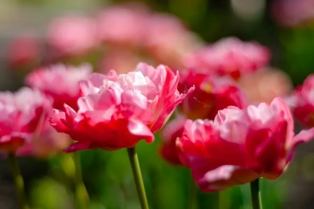 Gefüllte Späte Tulpen mit großen pfingstrosenähnlichen Blüten