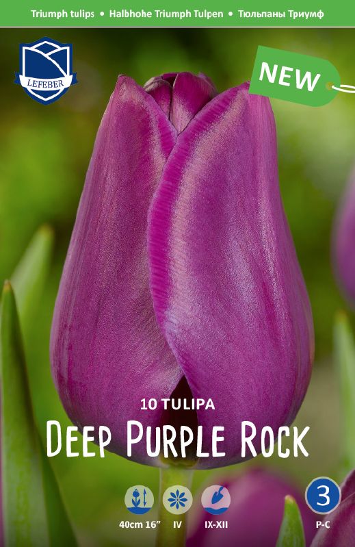 Tulpe Triumph Deep Purple Rock